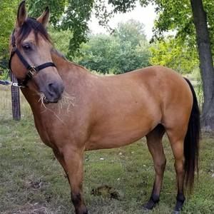 Meet your Posher, Dawn ellen